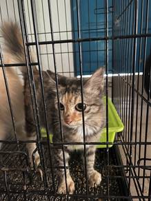 Kucing