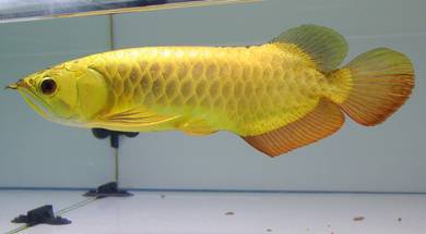 Arowana 24k golden crossback 13 inch-wholesale