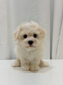 J0246 Maltese Cute White Toy Breed Puppy