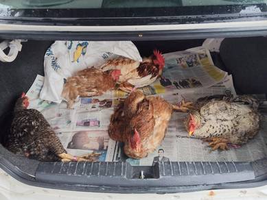 Ayam Kampung