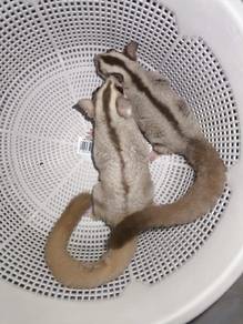 sugar glider 