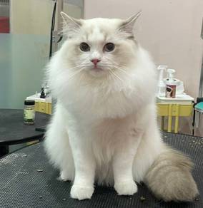 Ragdoll