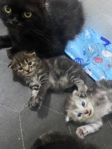ankk kucing baka dhl