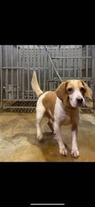 Beagle male adoption