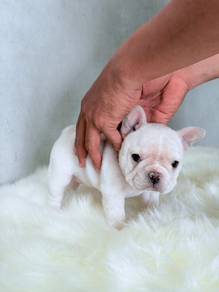 French Bulldog Puppy FB16