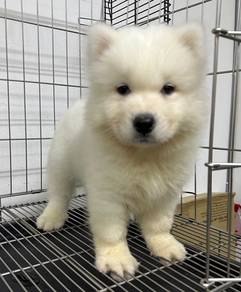 Samoyed