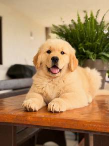 golden retriever u