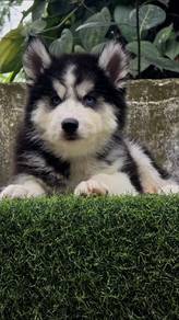 husky black and white&