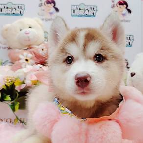 Wooly husky