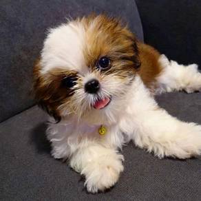 shihtuz 1