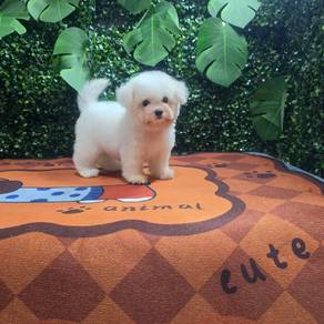 Bichon Frise Female Puppy Purebreed