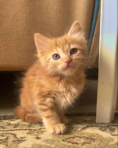Tabby Orange Kitten