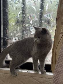 Bsh