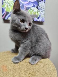 BSH kitten 