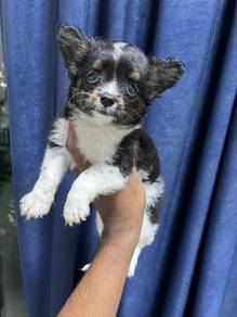 chihuahua+7
