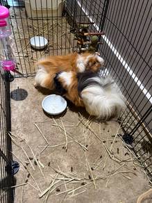 guinea pig hamster rabbit mice
