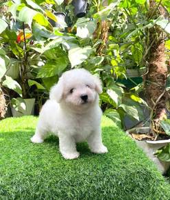 Poodle 