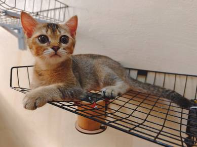 kitten bsh