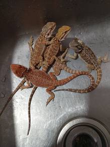 Bearded Dragon Promo
