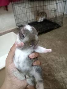 Jual rabbit 