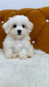 Maltese
