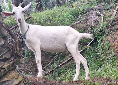 kambing senan