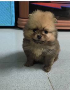Pure Pomeranian