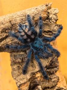 Antilles Pinktoe Tarantula (Caribena Versicolor)