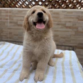 Golden Retriever u
