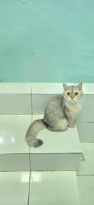 British Shorthair Silver Certificate 