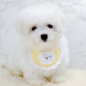 Maltese