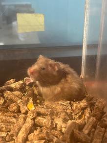 Hamsters Syrian big bone available!!