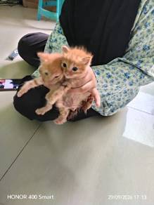 anak kucing oren