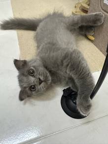 Kucing untuk rehome