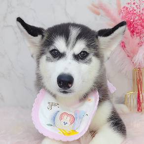 Wooly Husky
