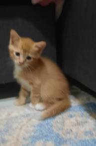 He is 50 days old kitten
