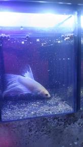 Betta fish live White 