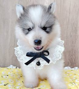 Husky