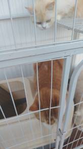 open for adoption 