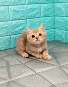 #britishshorthair male