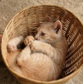 Adorable Cute Brown Kitten