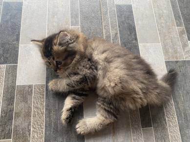 Mixed British Short Hair BSH