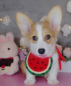Corgi
