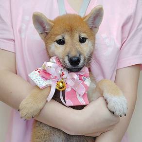 Shiba