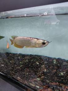 golden head mgbb arowana 