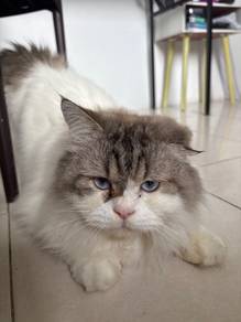 For Adoption friendly cat