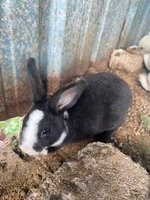 arnab minirex + mix