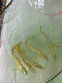 arowana golden crossback 5 inch -wholesale price