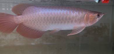 arowana super red kepuas ( siap sijil dan cip