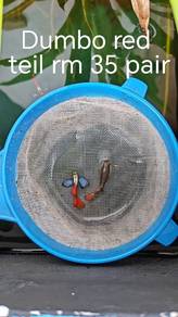 ikan guppy